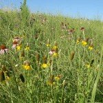 Prairie Potholes