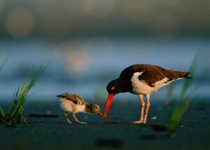 Mother oystercatcher feeding a hungry chick.