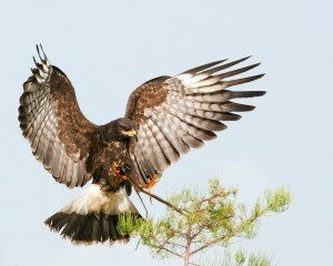 Snail Kite