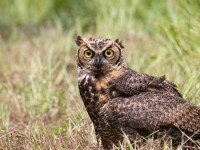 Great Horned Owl at Ace Basin NWR